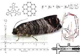 Moth