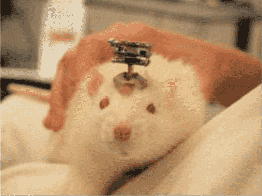 Rat with implant